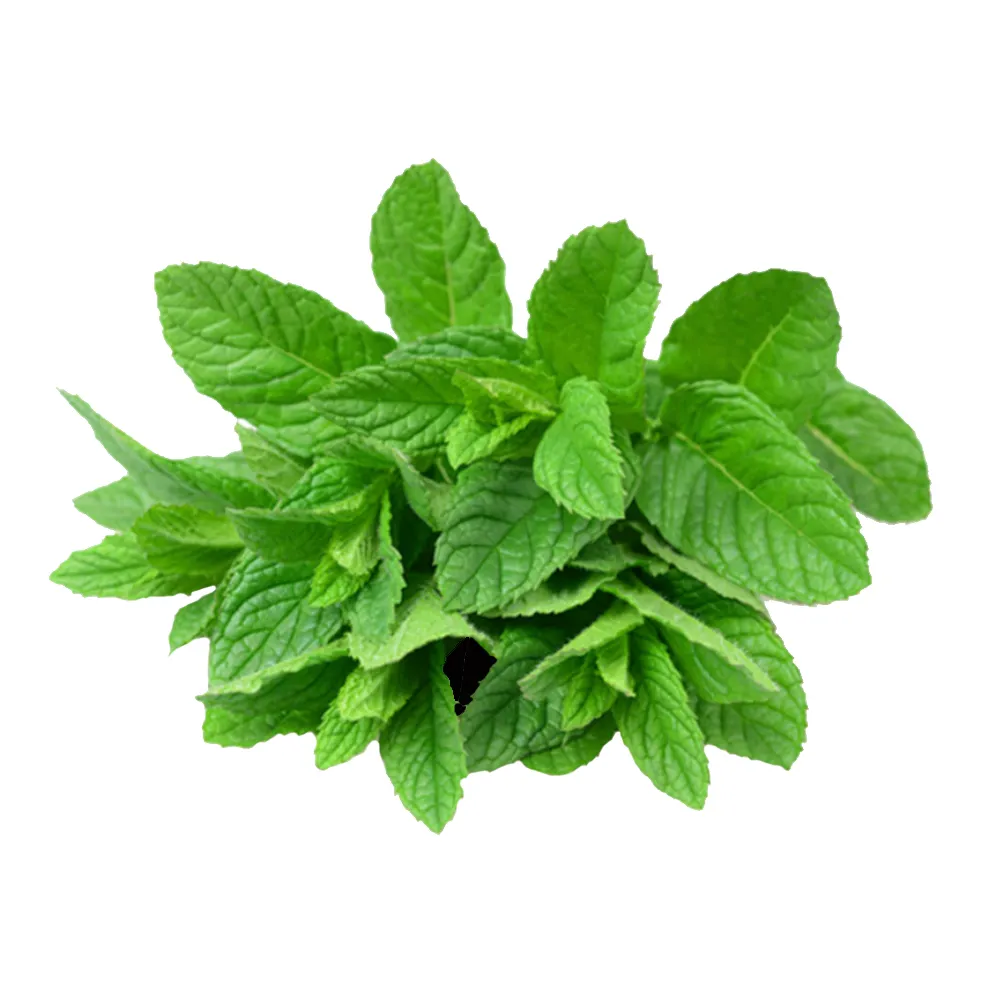 Menta